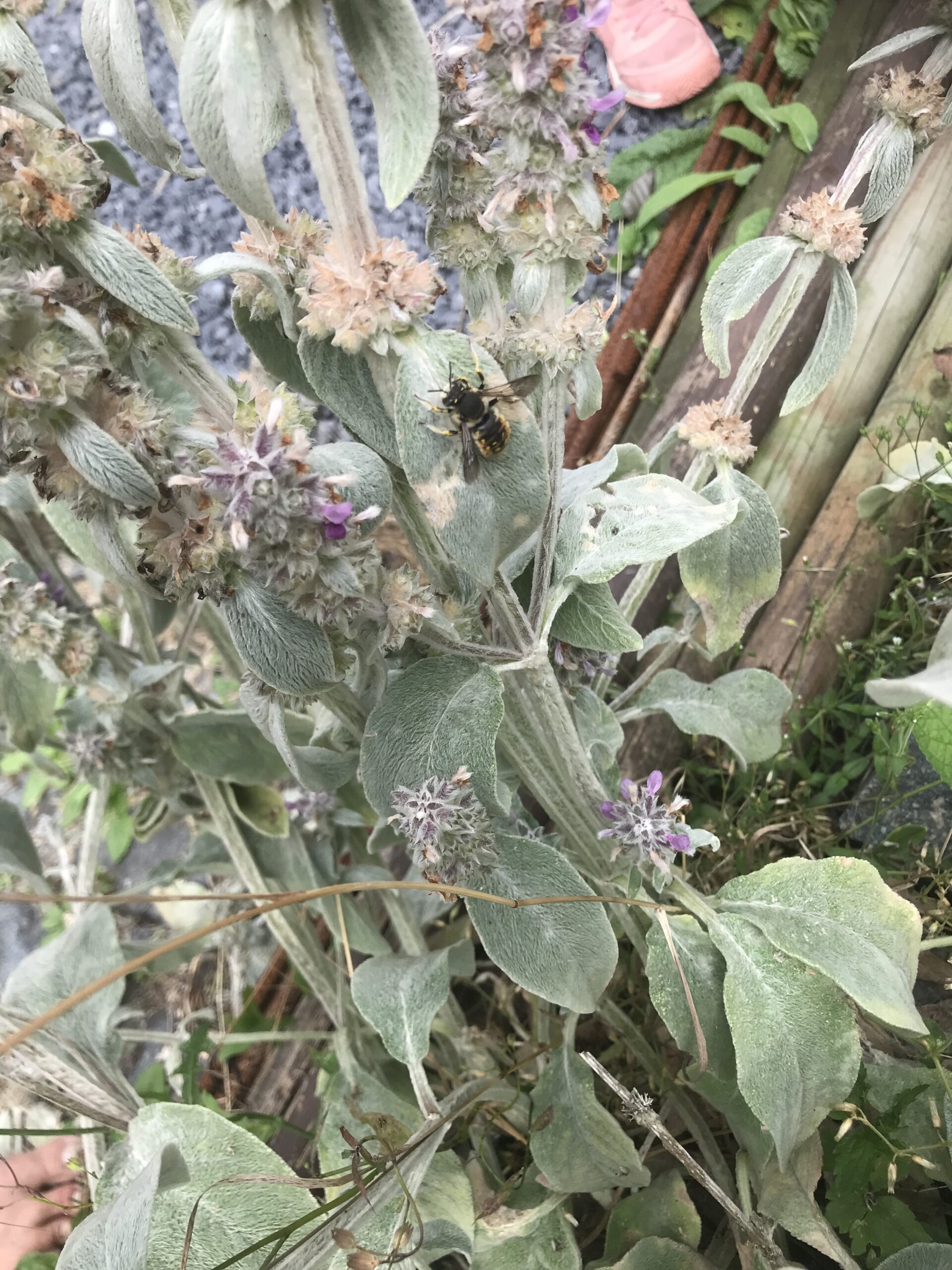 Nid hôtel insecte Guêpe abeille guêpe solitaire abeille solitaire syrphe alliés du jardin auxiliaires activités enfants activité insectes nids abeilles nids guêpes pollinisation biodiversité au jardin jardin au naturel Permaculture écojardin Dans la peau de