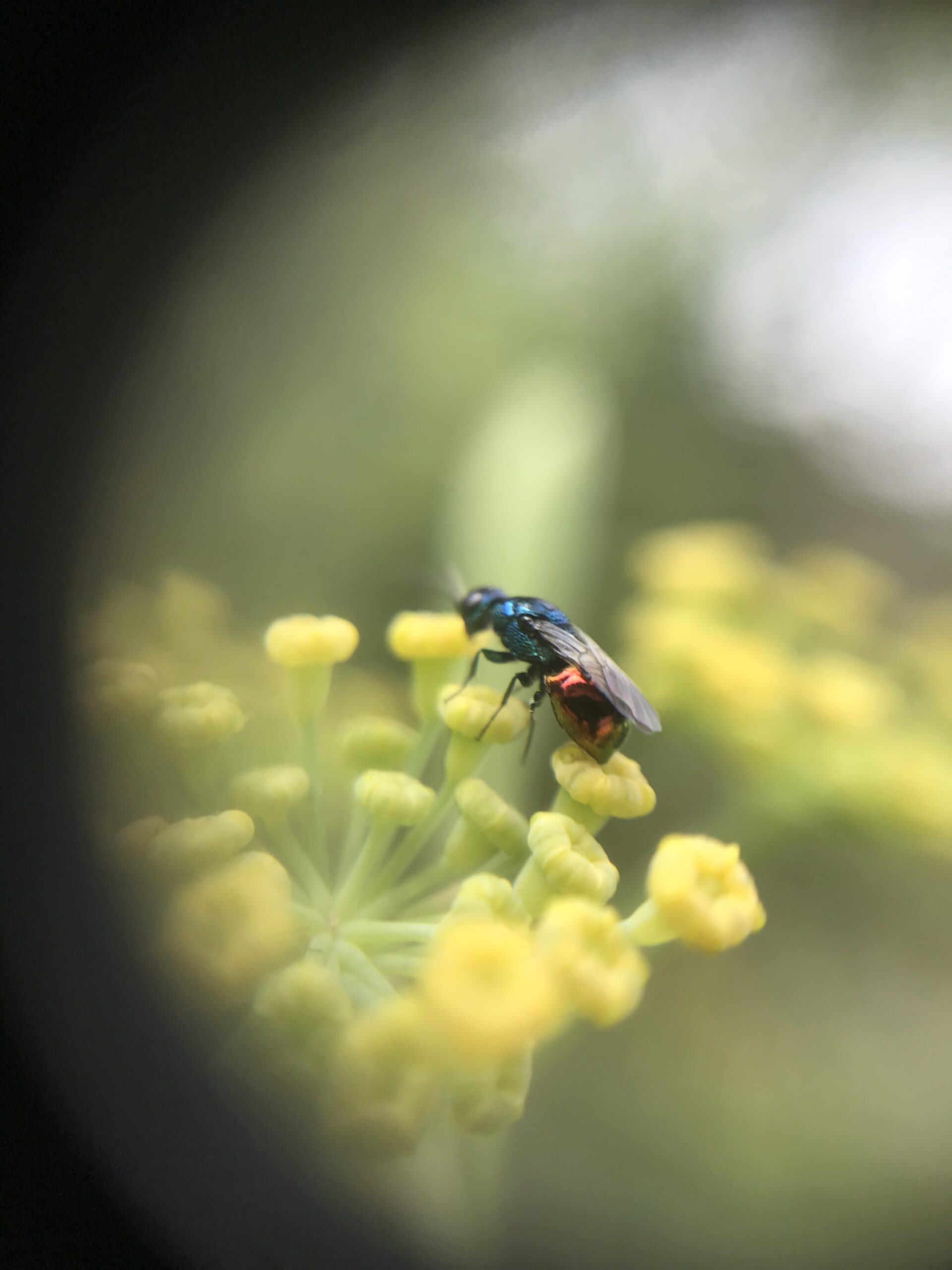 Nid hôtel insecte Guêpe abeille guêpe solitaire abeille solitaire syrphe alliés du jardin auxiliaires activités enfants activité insectes nids abeilles nids guêpes pollinisation biodiversité au jardin jardin au naturel Permaculture écojardin guêpe coucou
