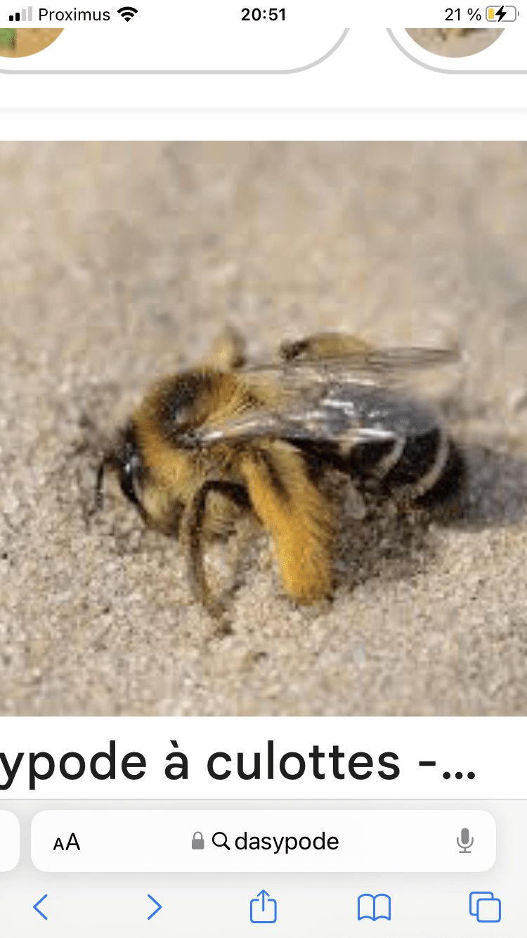 Nid hôtel insecte Guêpe abeille guêpe solitaire abeille solitaire syrphe alliés du jardin auxiliaires activités enfants activité insectes nids abeilles nids guêpes pollinisation biodiversité au jardin jardin au naturel Permaculture écojardin Dans la peau de