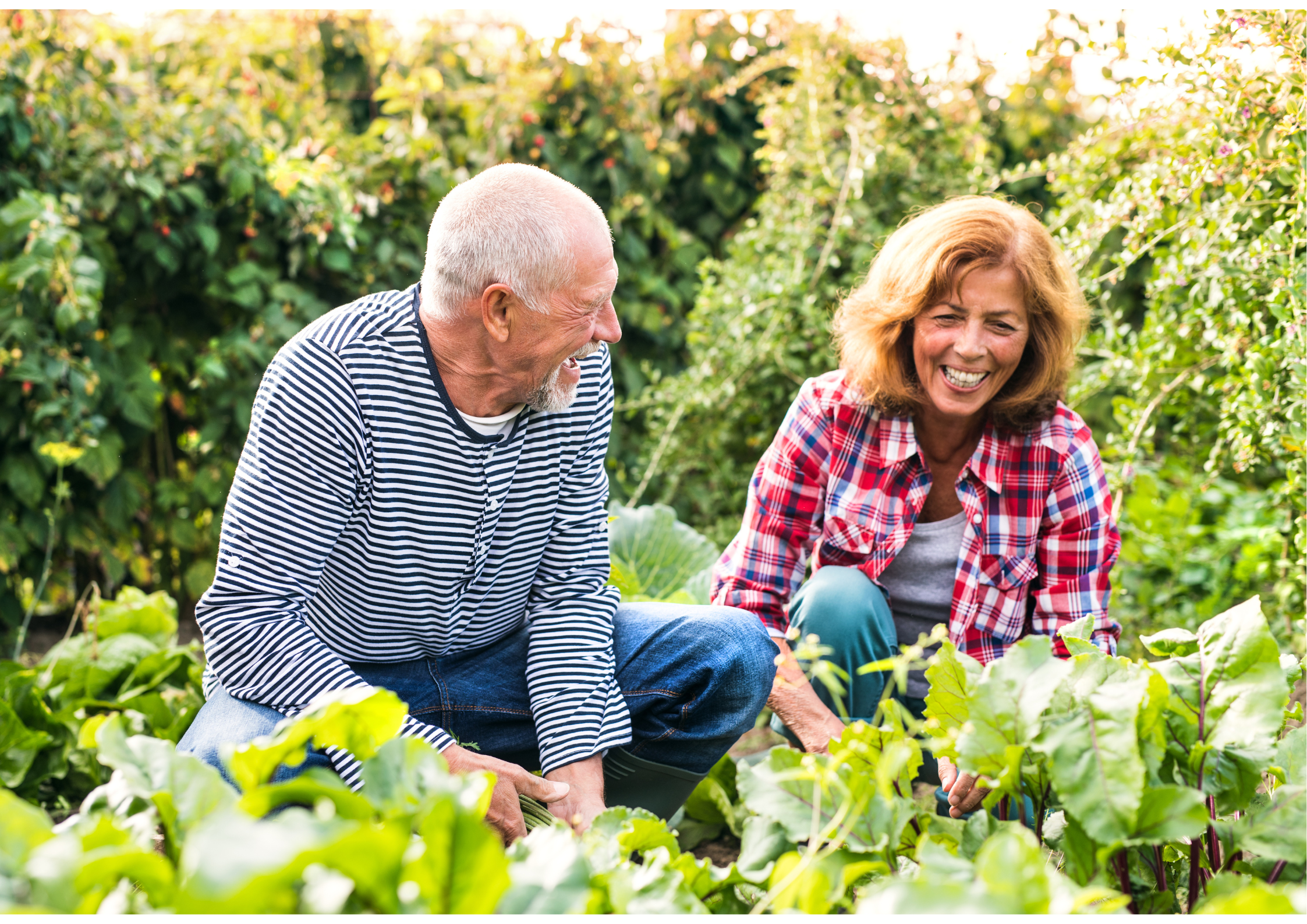 Potager bien être 4