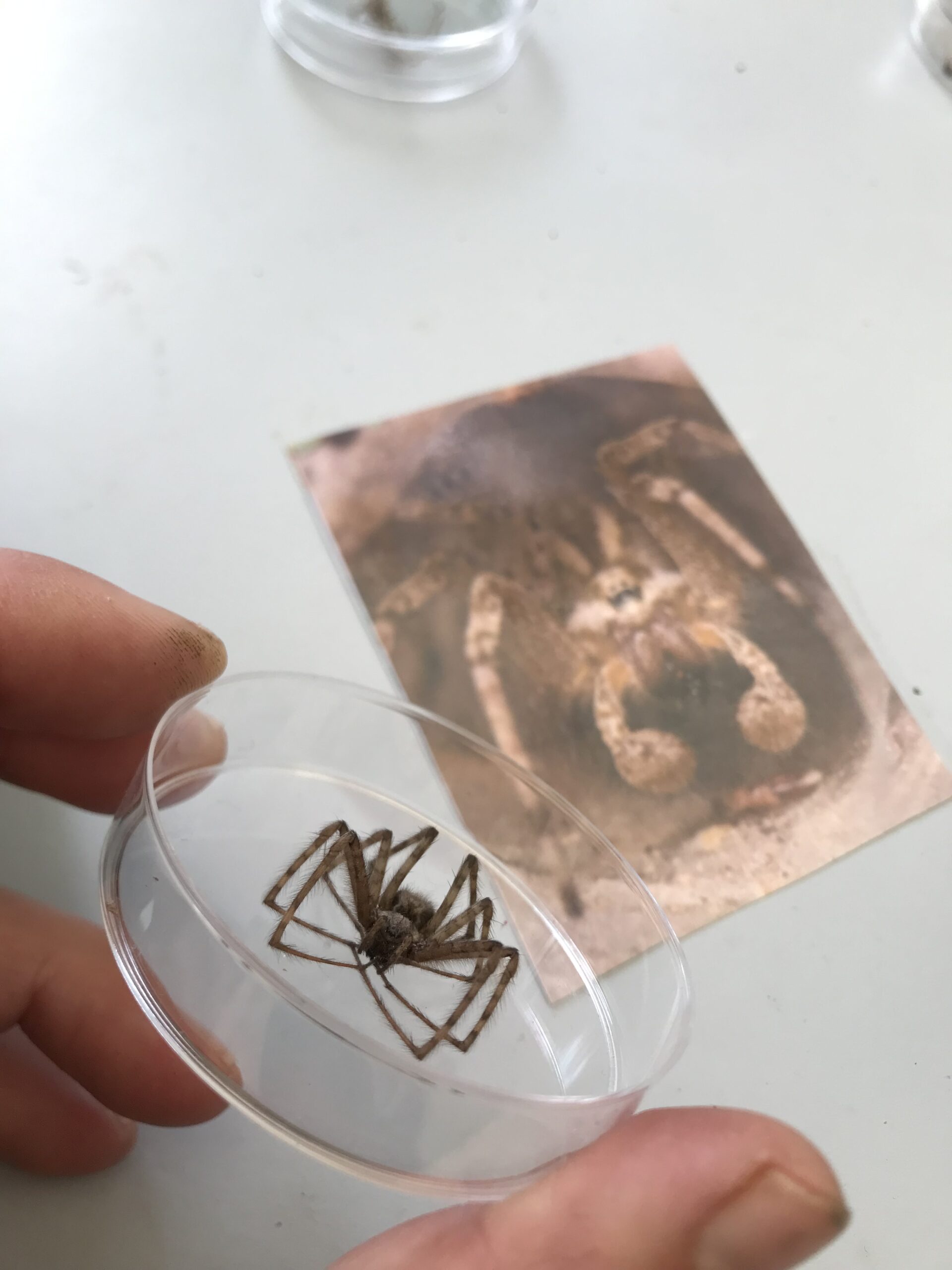 Stage monstre araignée peur enfant 