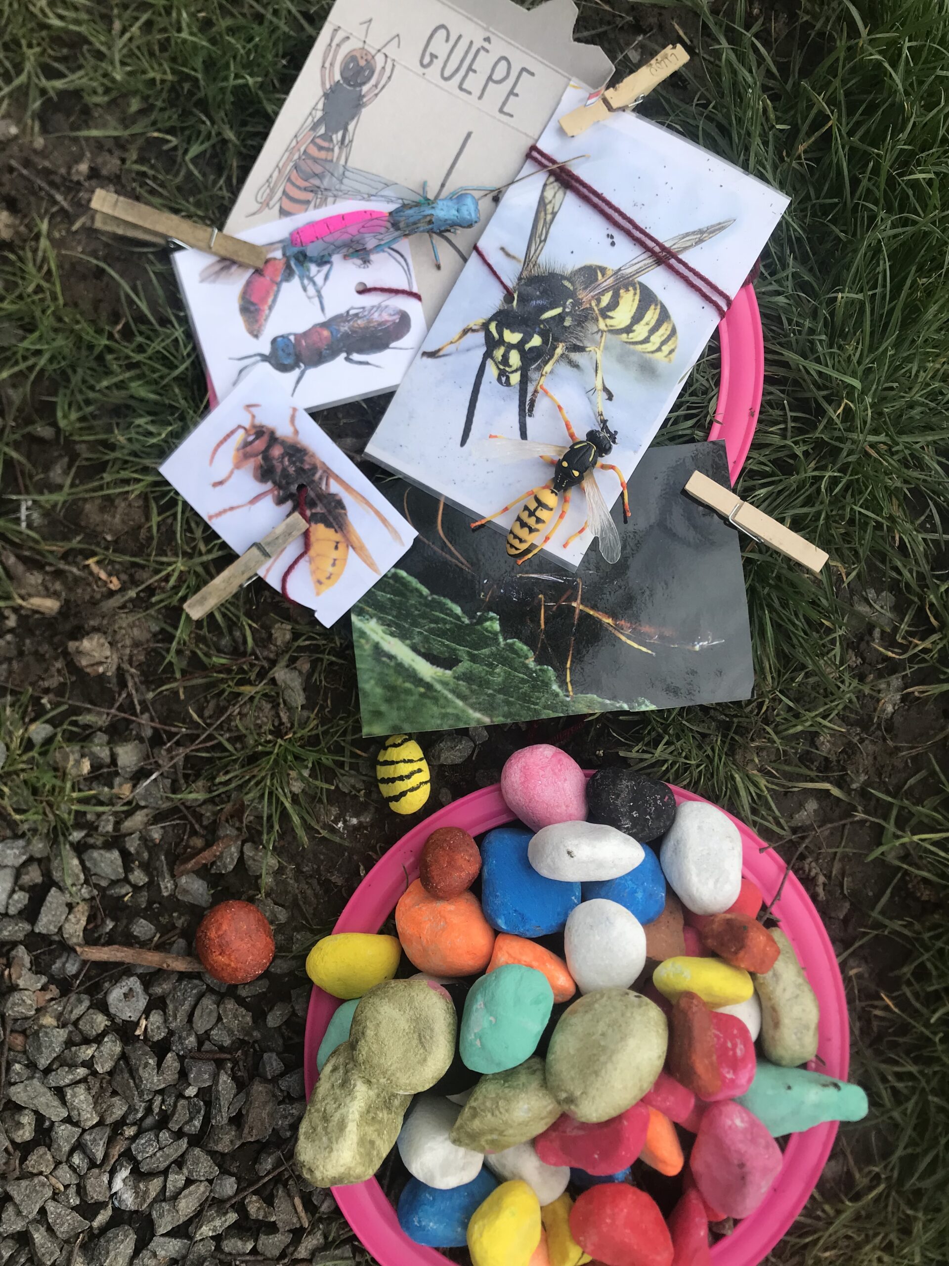 animation nature insectes maternelles primaires 