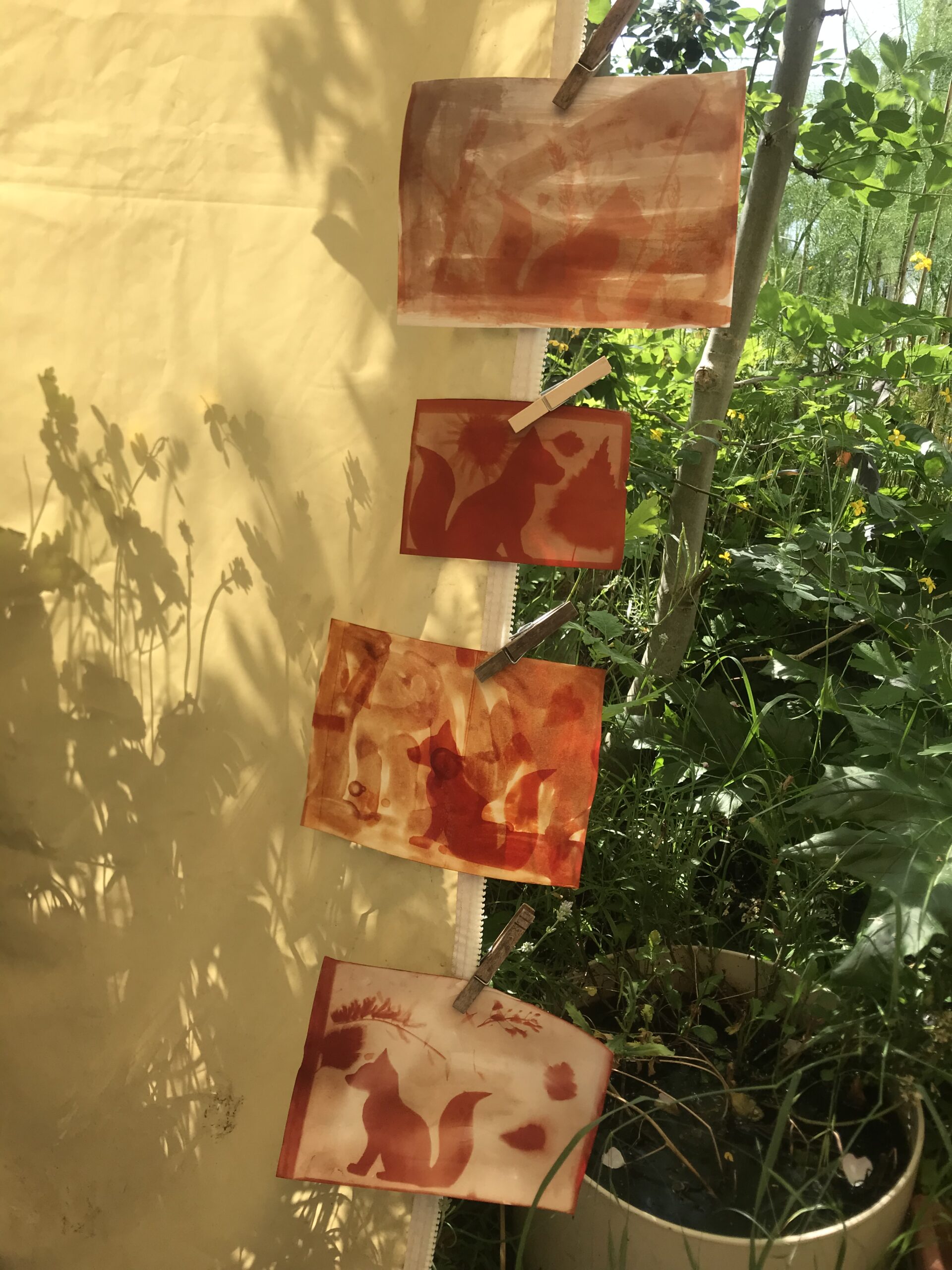 Impression v&eacute;g&eacute;tale avec le soleil Cyanotype Anthotype au curcuma