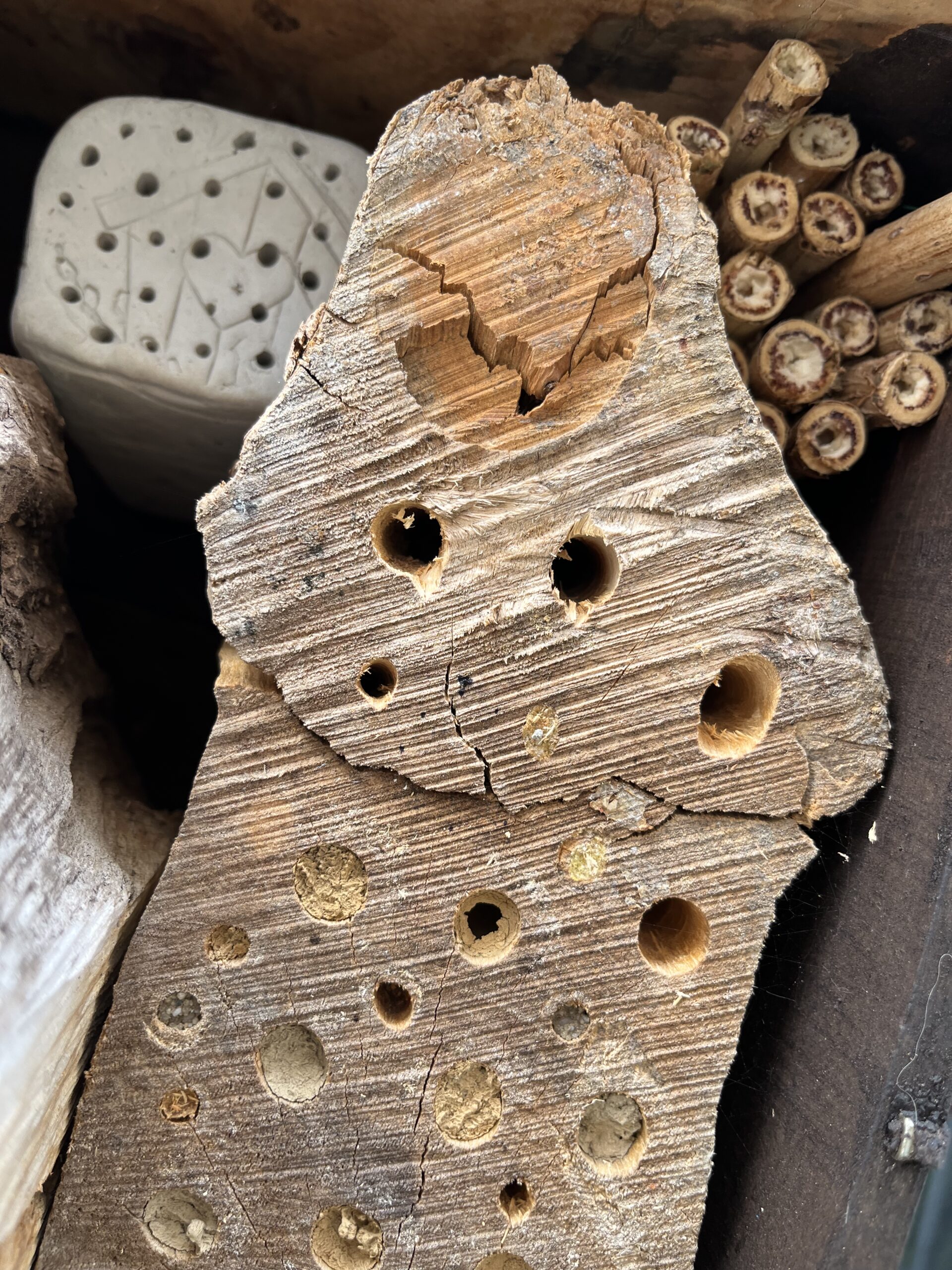 hotels à insectes nichoirs abeilles solitaires DIY Nids buches de de bois nichoirs en argile cours vivantes biodiversité